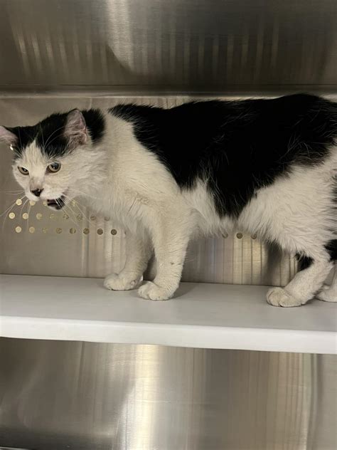 mesquite nevada animal shelter adoptable pets.